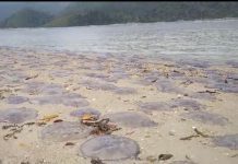 Ribuan Ubur-ubur Terdampar di Pantai Sungai Pinang Sumbar