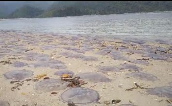 Ribuan Ubur-ubur Terdampar di Pantai Sungai Pinang Sumbar